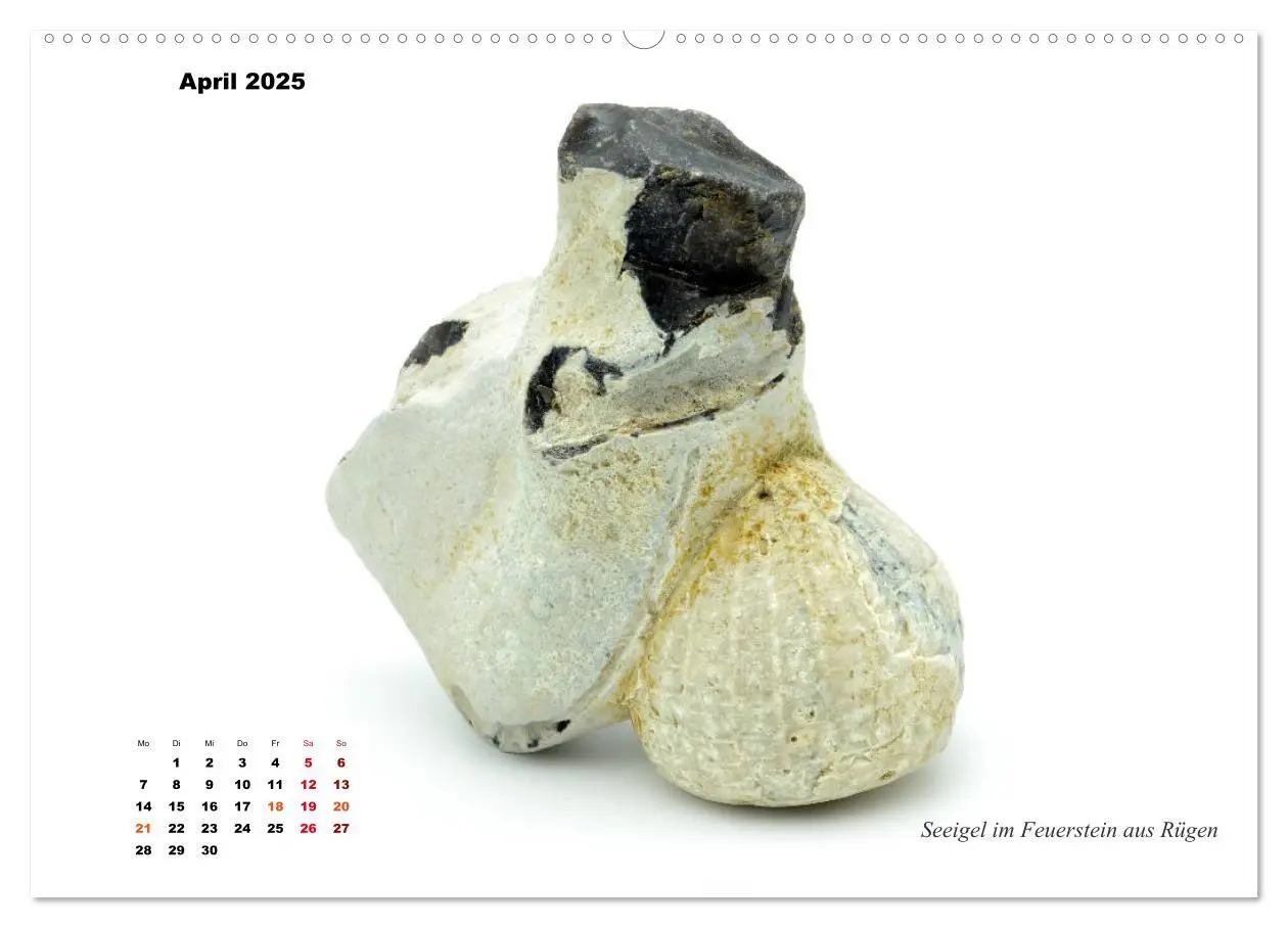 Bild: 9783435253517 | Fossilien - Ammoniten, Trilobiten, Erdgeschichte (Wandkalender 2025...