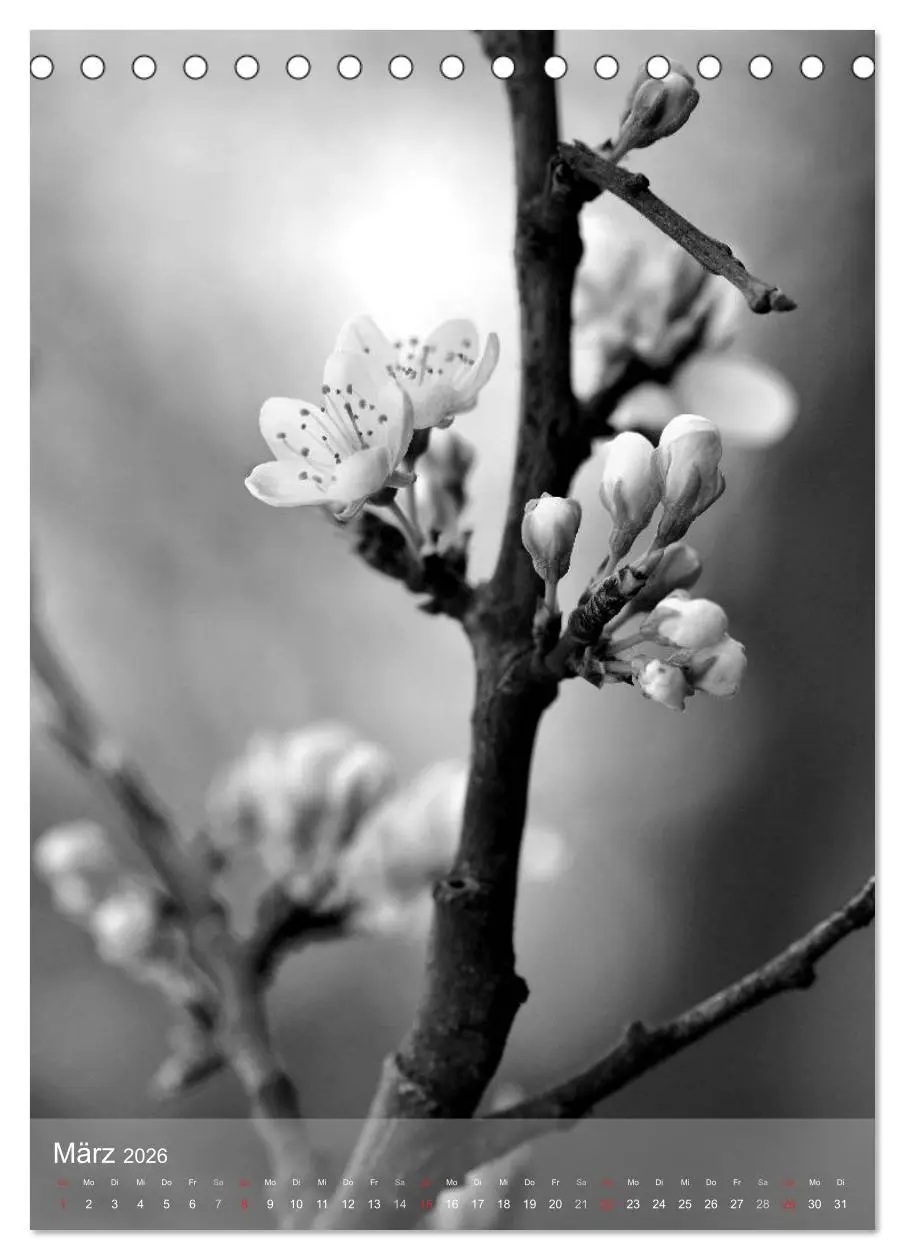 Bild: 9783516433517 | Monochrome Blüten - In Schwarz-Weiß Bildern durch das Jahr...
