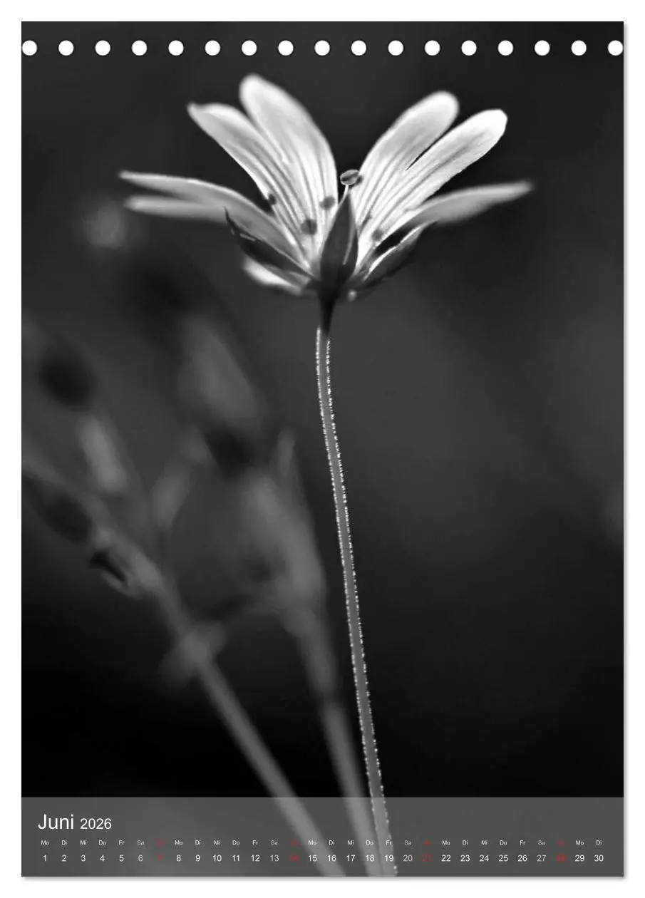Bild: 9783516433517 | Monochrome Blüten - In Schwarz-Weiß Bildern durch das Jahr...