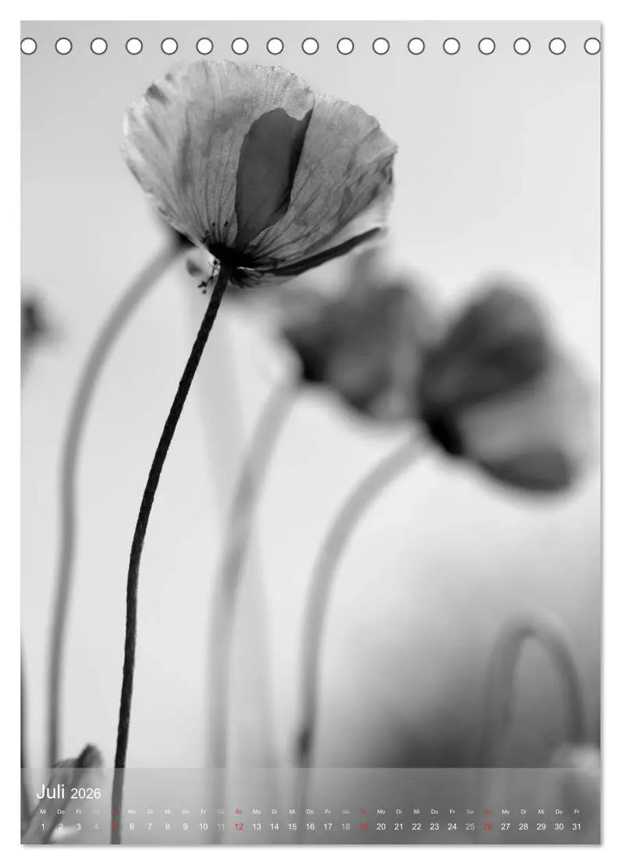 Bild: 9783516433517 | Monochrome Blüten - In Schwarz-Weiß Bildern durch das Jahr...