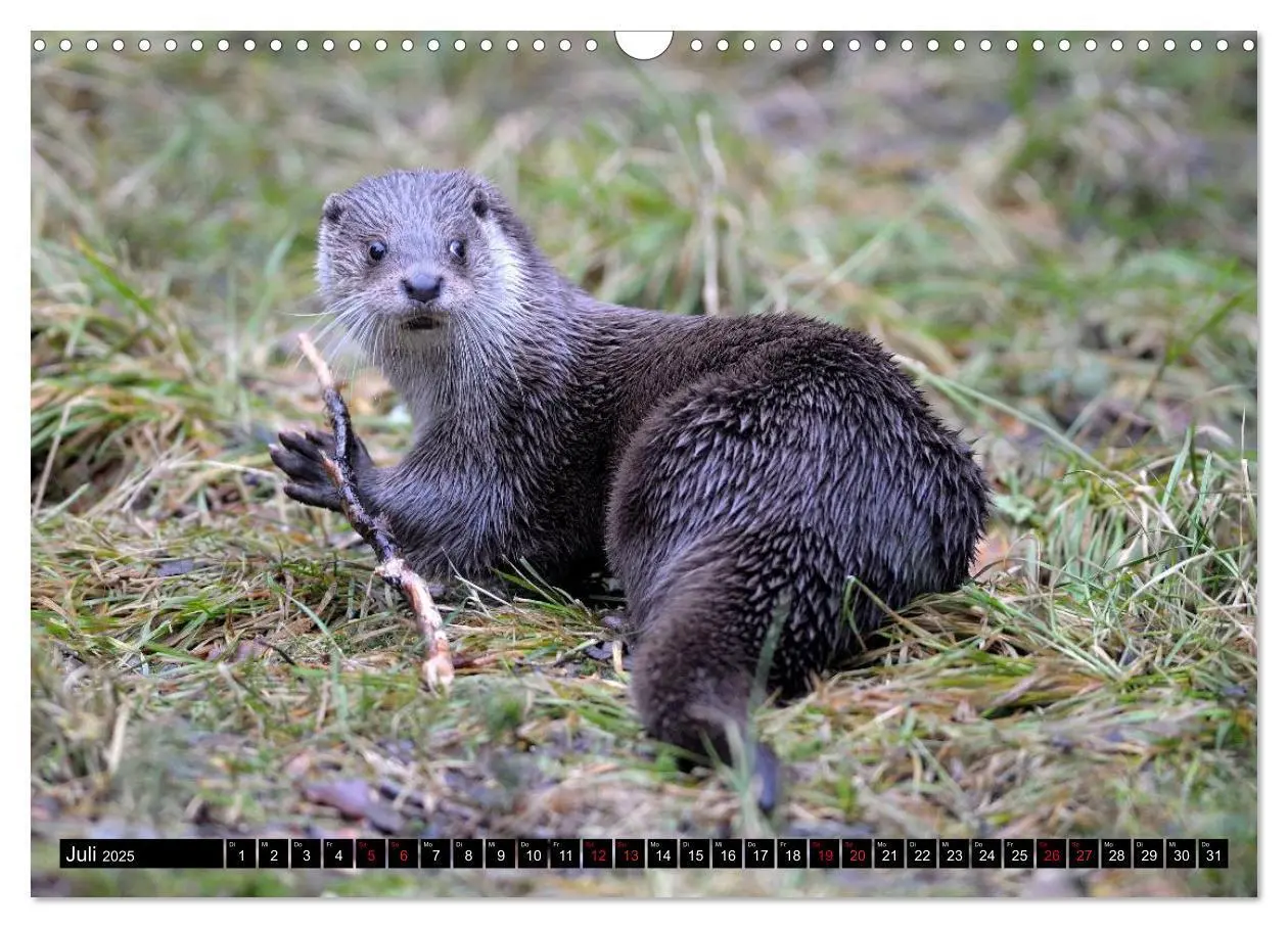 Bild: 9783435483617 | Fischotter, flinke Jäger (Wandkalender 2025 DIN A3 quer), CALVENDO...