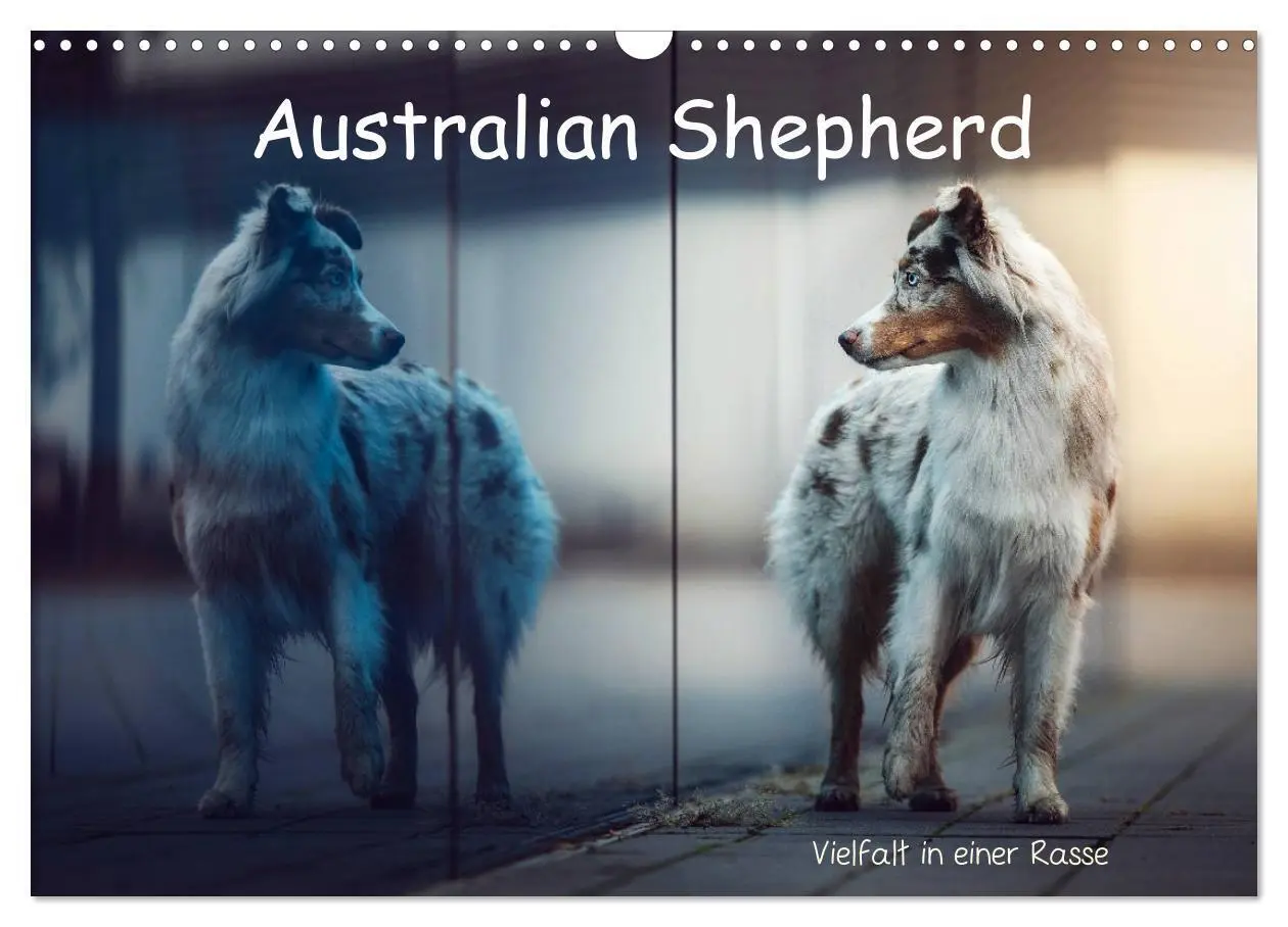 Cover: 9783457793817 | Australian Shepherd - Vielfalt in einer Rasse (Wandkalender 2026...