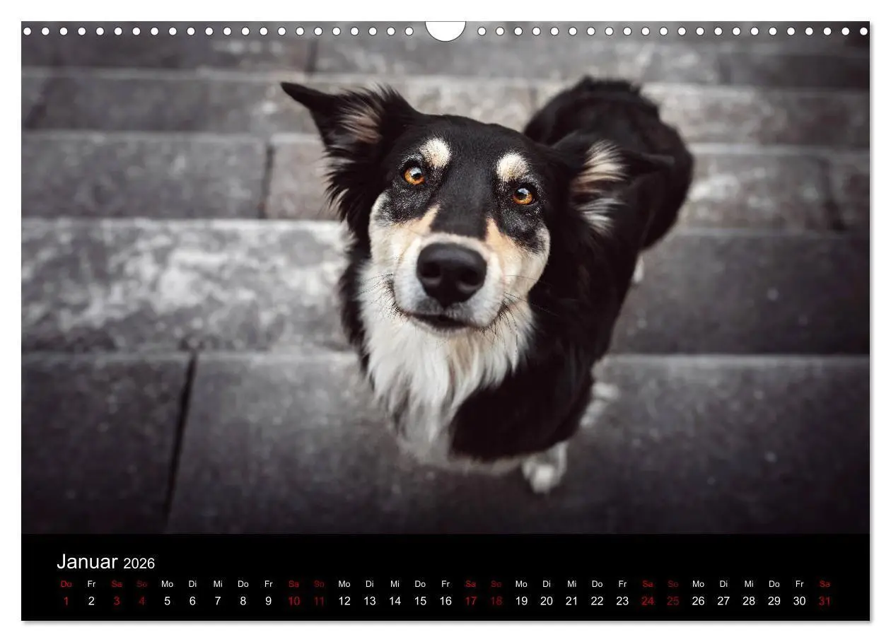 Bild: 9783457793817 | Australian Shepherd - Vielfalt in einer Rasse (Wandkalender 2026...