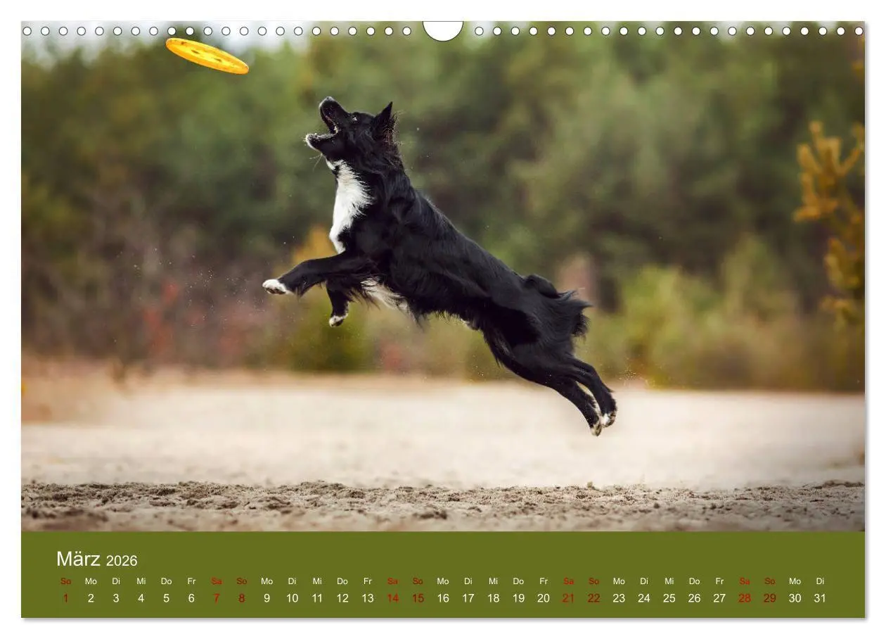 Bild: 9783457793817 | Australian Shepherd - Vielfalt in einer Rasse (Wandkalender 2026...
