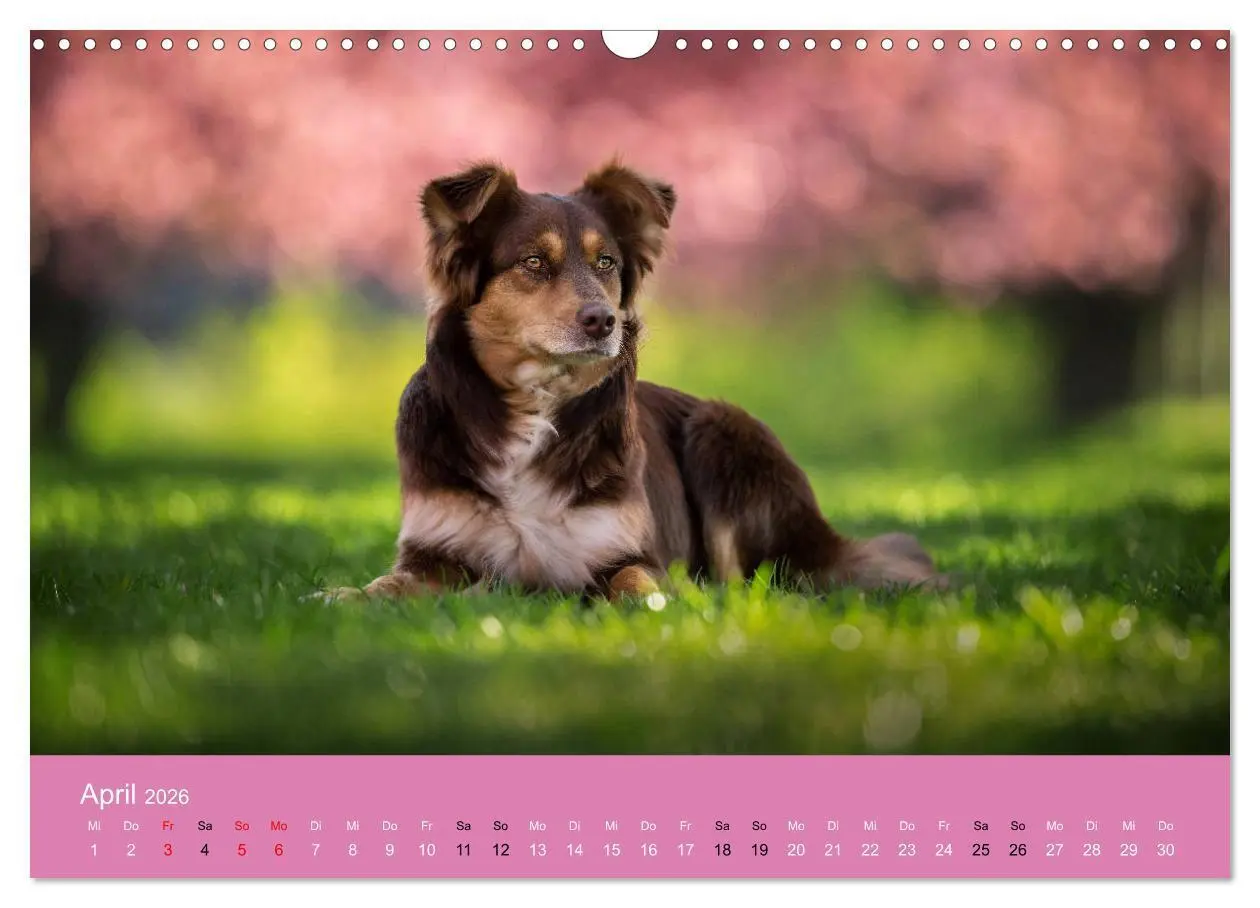 Bild: 9783457793817 | Australian Shepherd - Vielfalt in einer Rasse (Wandkalender 2026...