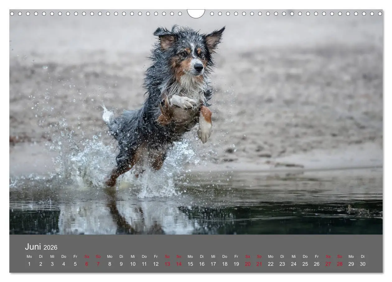 Bild: 9783457793817 | Australian Shepherd - Vielfalt in einer Rasse (Wandkalender 2026...