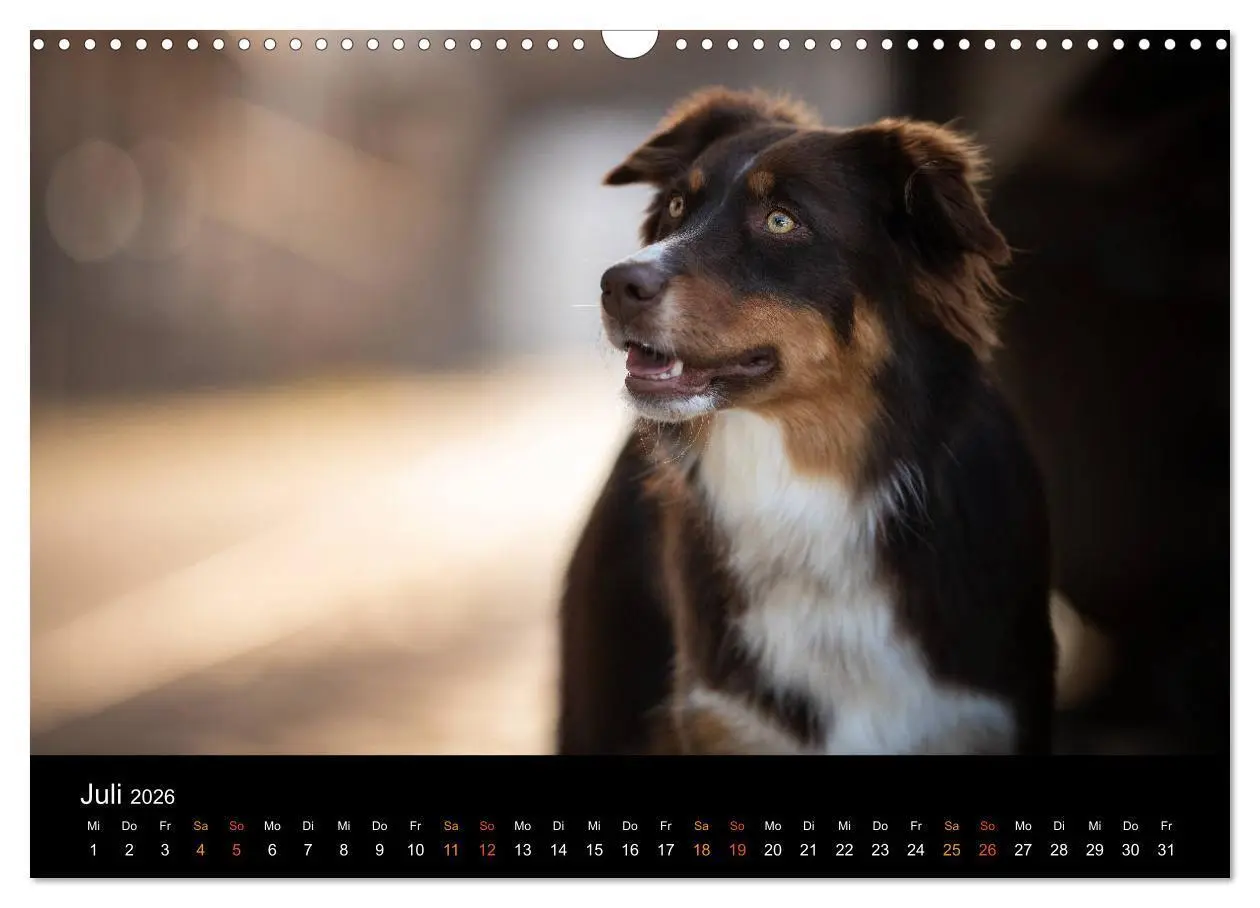 Bild: 9783457793817 | Australian Shepherd - Vielfalt in einer Rasse (Wandkalender 2026...
