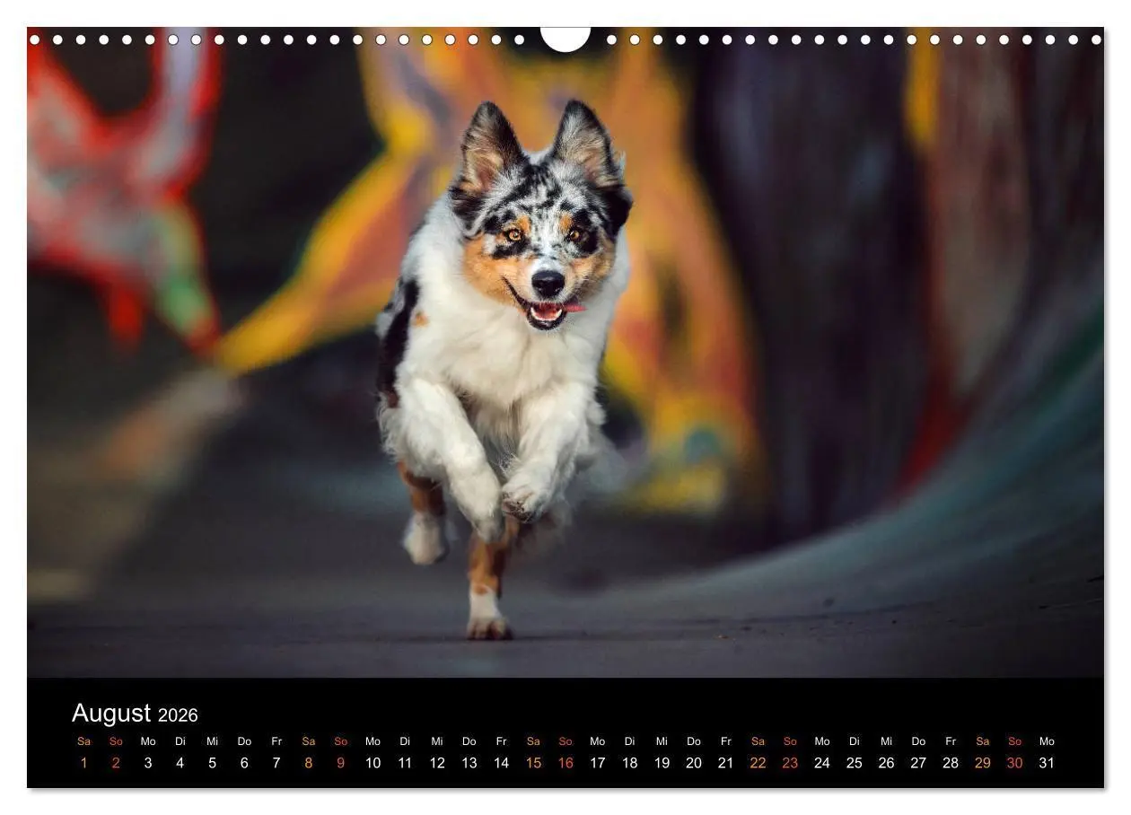 Bild: 9783457793817 | Australian Shepherd - Vielfalt in einer Rasse (Wandkalender 2026...