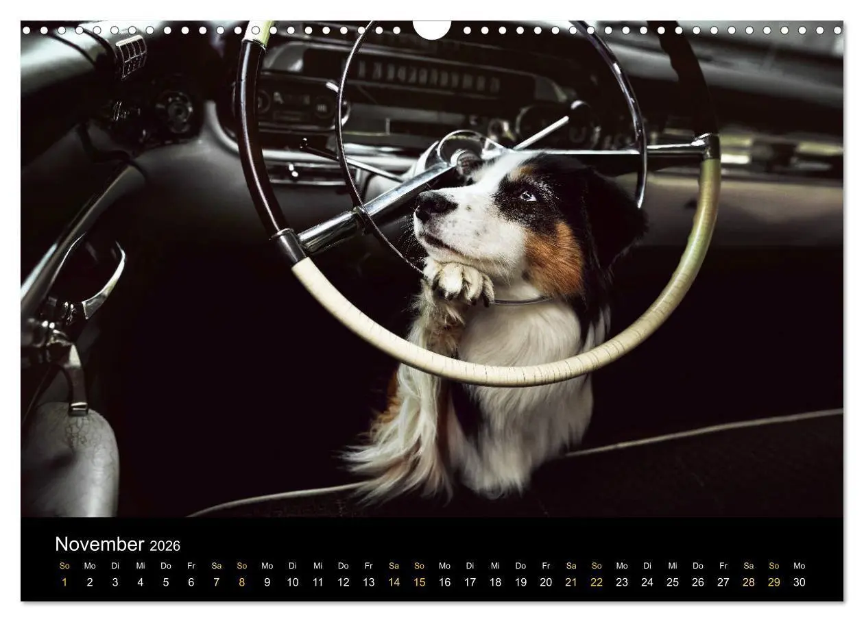Bild: 9783457793817 | Australian Shepherd - Vielfalt in einer Rasse (Wandkalender 2026...