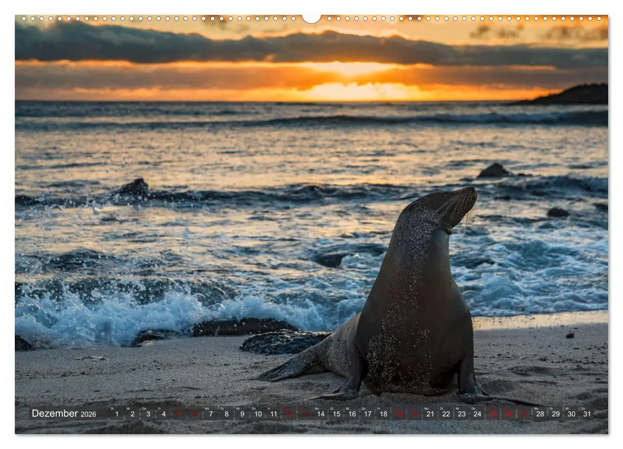 Bild: 9783457434017 | Die faszinierende Tierwelt der Galapagos-Inseln (hochwertiger...