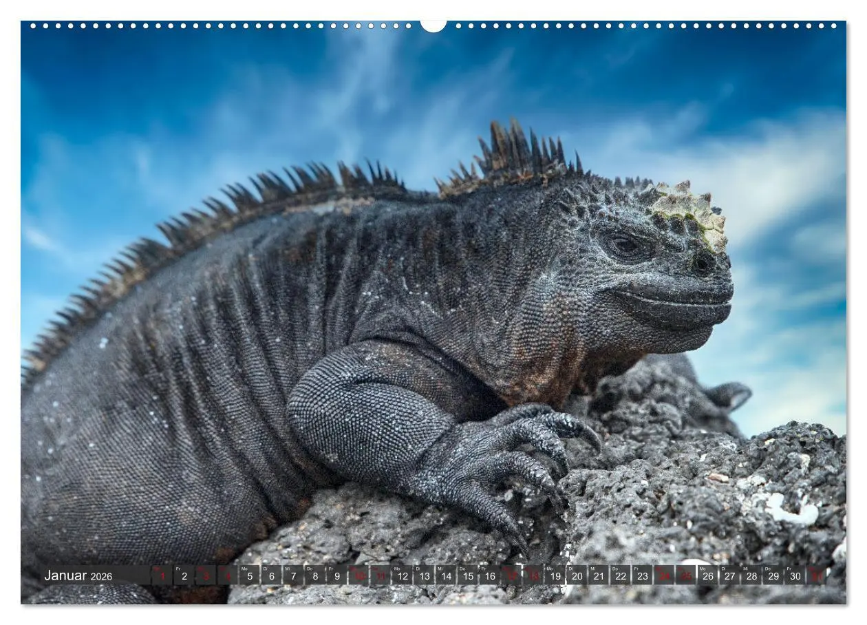 Bild: 9783457434017 | Die faszinierende Tierwelt der Galapagos-Inseln (hochwertiger...