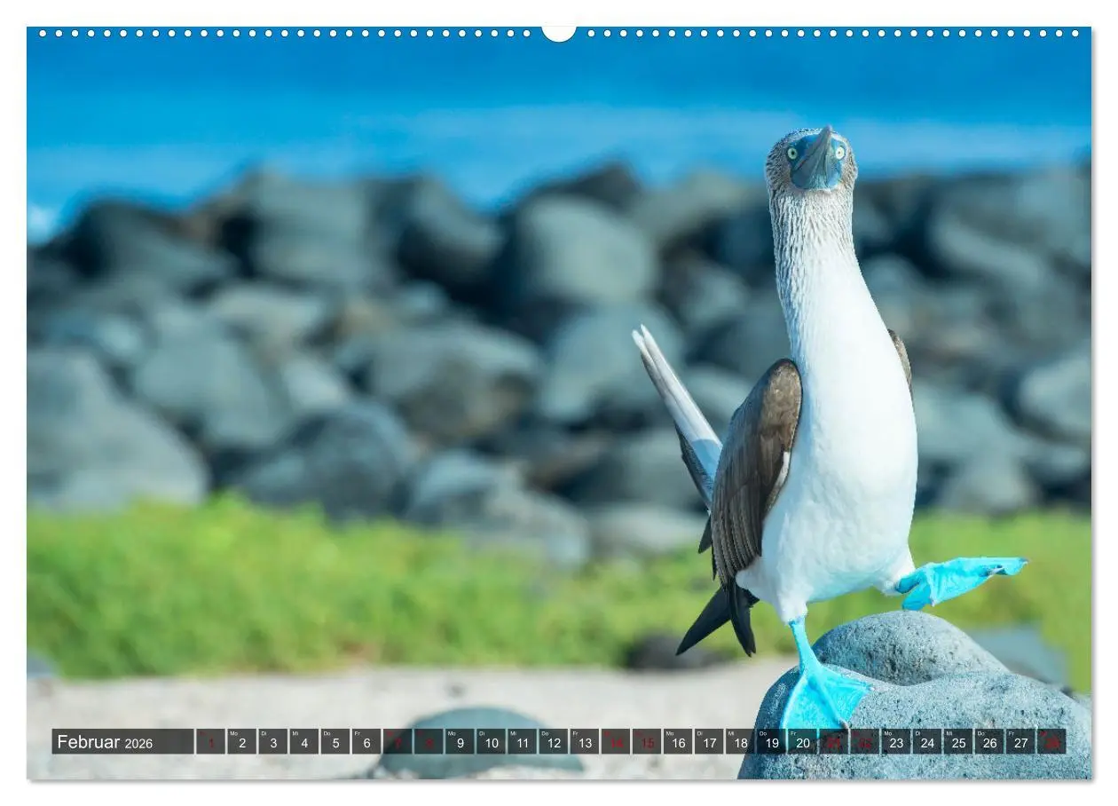 Bild: 9783457434017 | Die faszinierende Tierwelt der Galapagos-Inseln (hochwertiger...