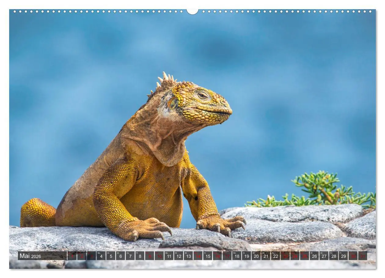 Bild: 9783457434017 | Die faszinierende Tierwelt der Galapagos-Inseln (hochwertiger...