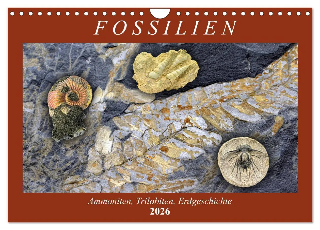 Cover: 9783457814017 | Fossilien - Ammoniten, Trilobiten, Erdgeschichte (Wandkalender 2026...