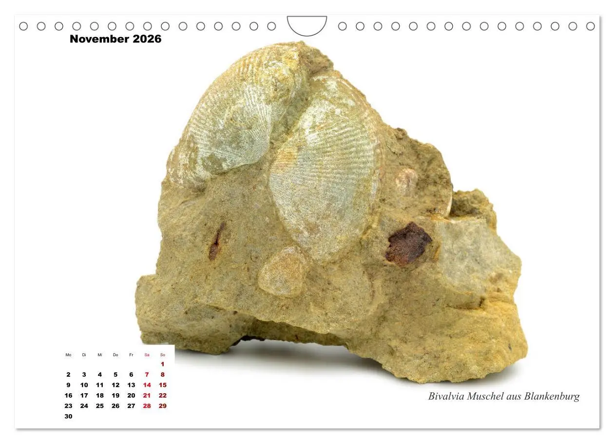 Bild: 9783457814017 | Fossilien - Ammoniten, Trilobiten, Erdgeschichte (Wandkalender 2026...