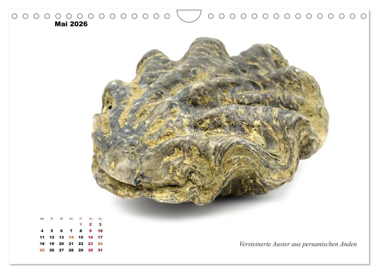 Bild: 9783457814017 | Fossilien - Ammoniten, Trilobiten, Erdgeschichte (Wandkalender 2026...