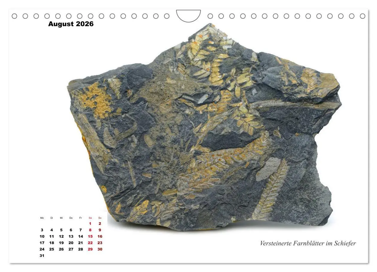 Bild: 9783457814017 | Fossilien - Ammoniten, Trilobiten, Erdgeschichte (Wandkalender 2026...