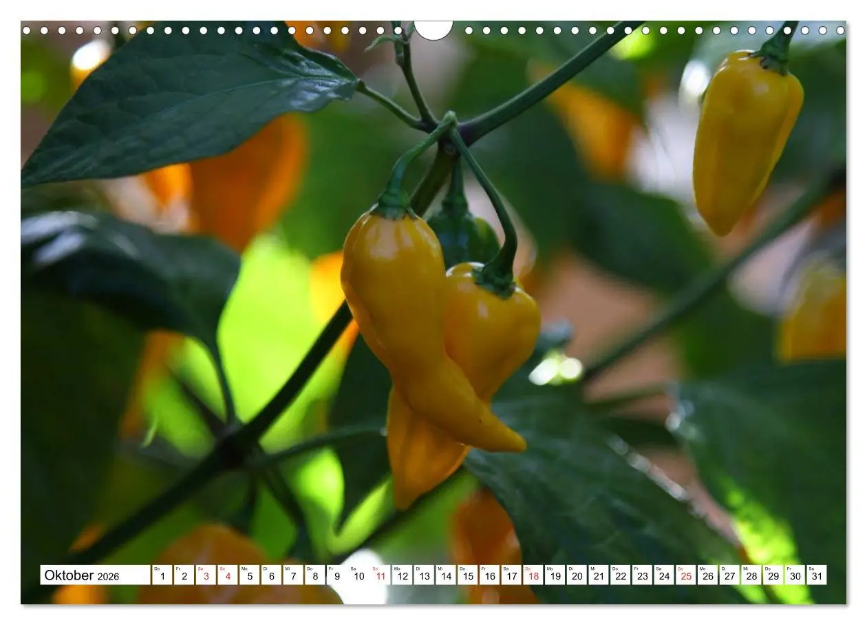Bild: 9783457984017 | Für Chili Liebhaber (Wandkalender 2026 DIN A3 quer), CALVENDO...