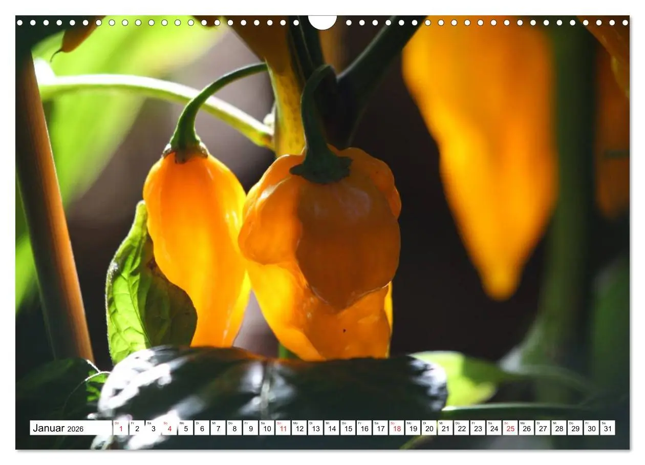 Bild: 9783457984017 | Für Chili Liebhaber (Wandkalender 2026 DIN A3 quer), CALVENDO...