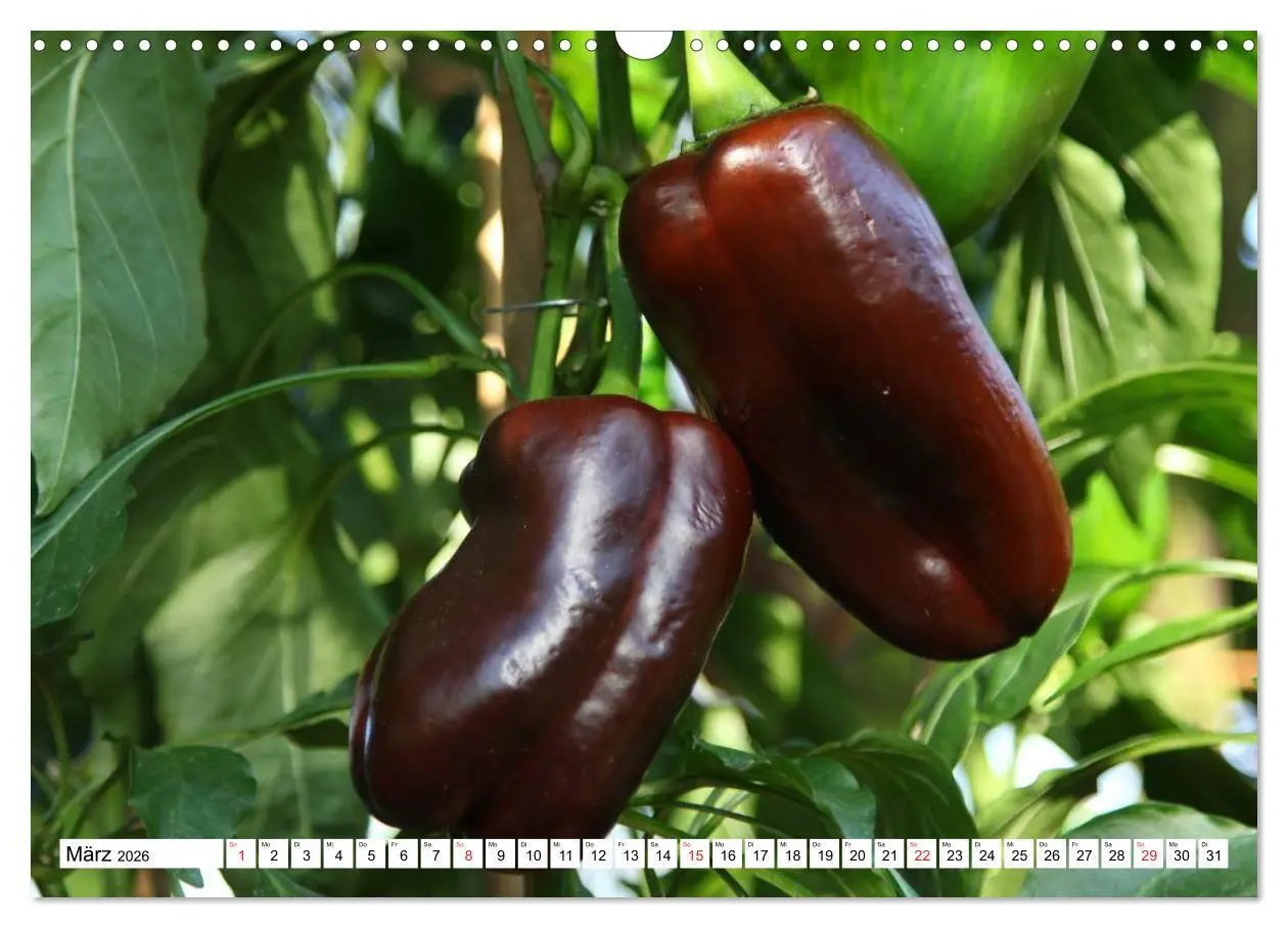 Bild: 9783457984017 | Für Chili Liebhaber (Wandkalender 2026 DIN A3 quer), CALVENDO...