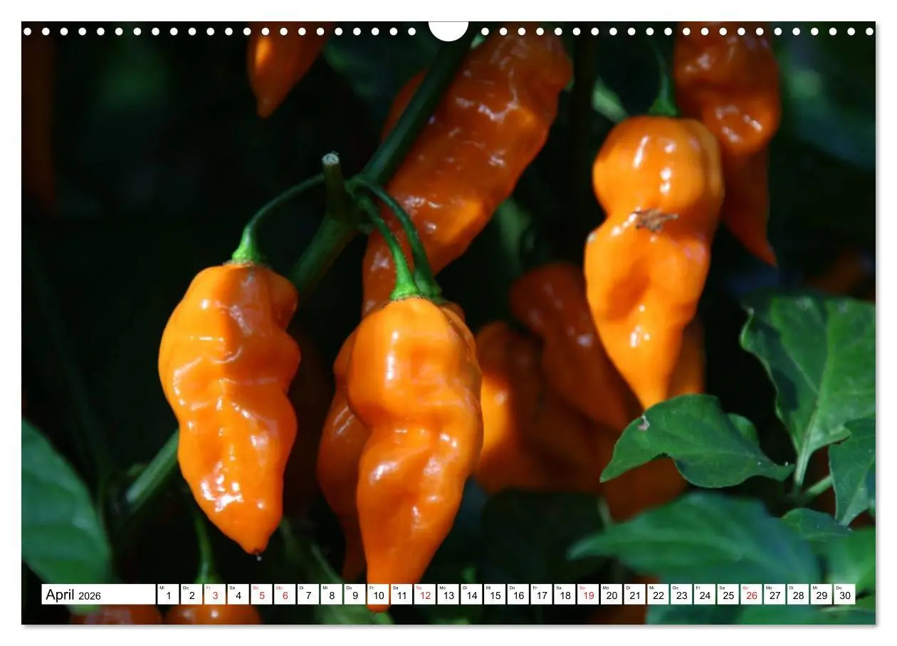 Bild: 9783457984017 | Für Chili Liebhaber (Wandkalender 2026 DIN A3 quer), CALVENDO...