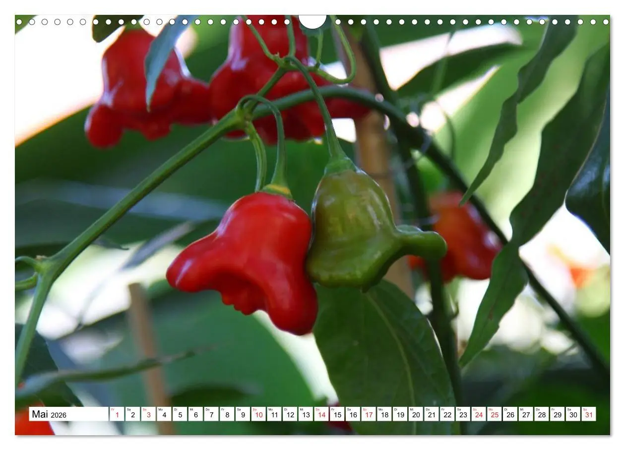 Bild: 9783457984017 | Für Chili Liebhaber (Wandkalender 2026 DIN A3 quer), CALVENDO...