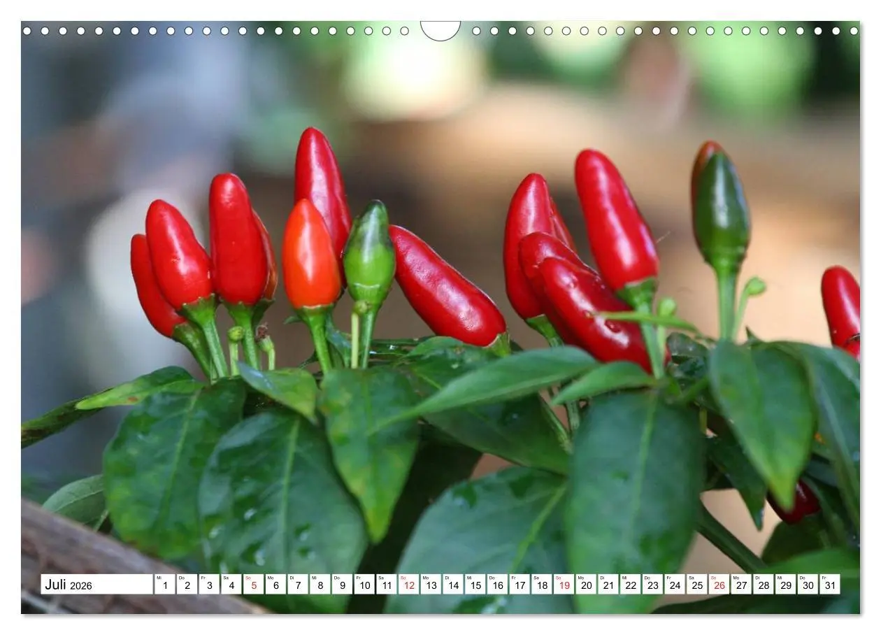 Bild: 9783457984017 | Für Chili Liebhaber (Wandkalender 2026 DIN A3 quer), CALVENDO...