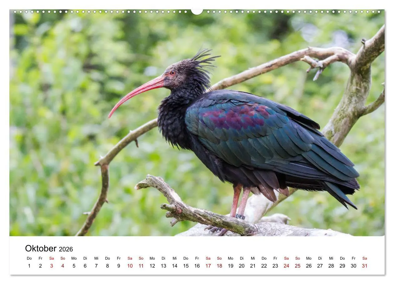 Bild: 9783457664117 | Der Waldrapp - Ein skurriler Vogel (hochwertiger Premium...