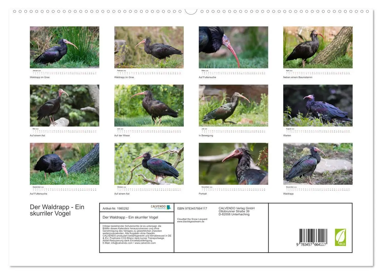 Bild: 9783457664117 | Der Waldrapp - Ein skurriler Vogel (hochwertiger Premium...