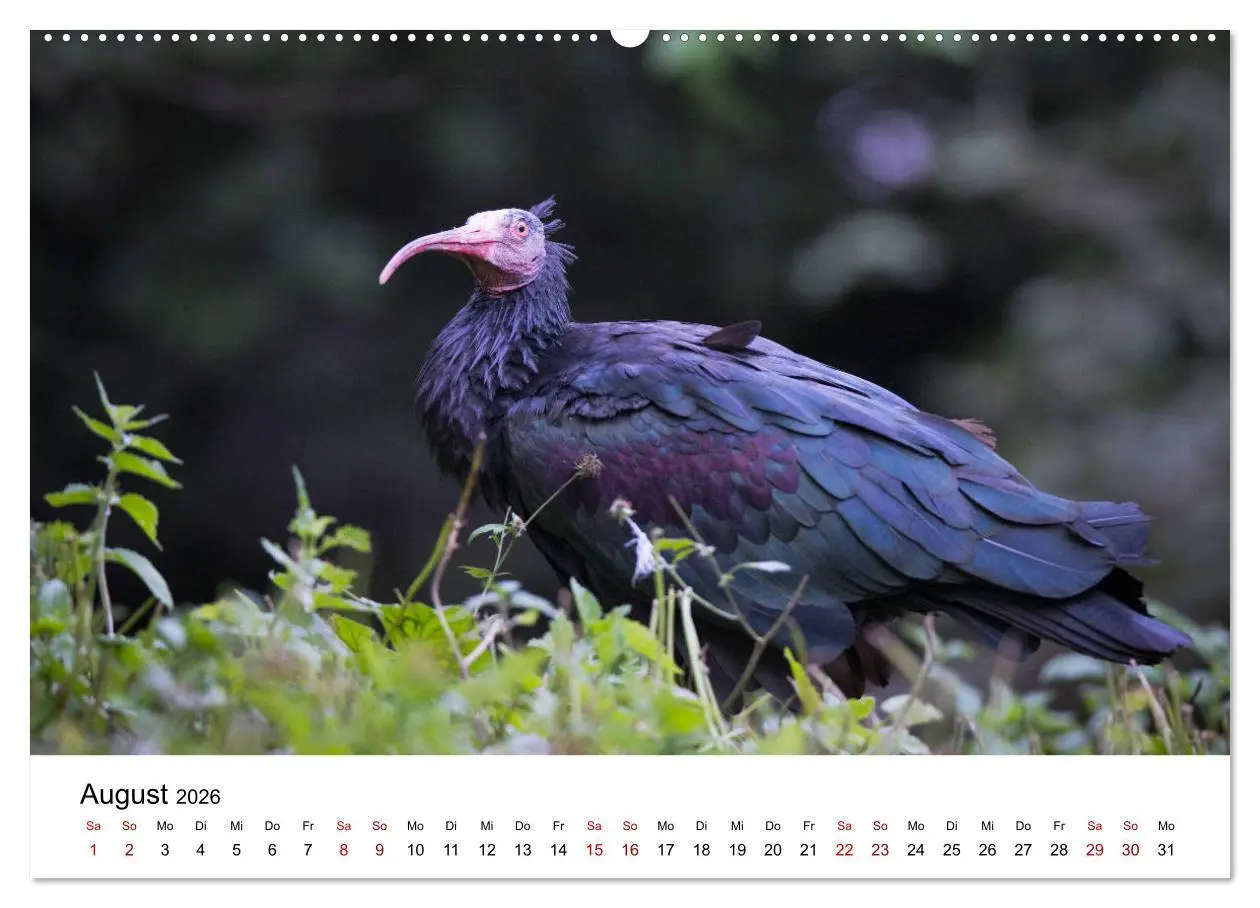 Bild: 9783457664117 | Der Waldrapp - Ein skurriler Vogel (hochwertiger Premium...
