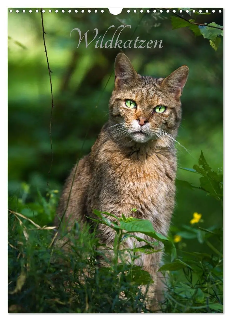 Cover: 9783516424317 | Wildkatzen - scheue Jäger (Wandkalender 2026 DIN A3 hoch), CALVENDO...