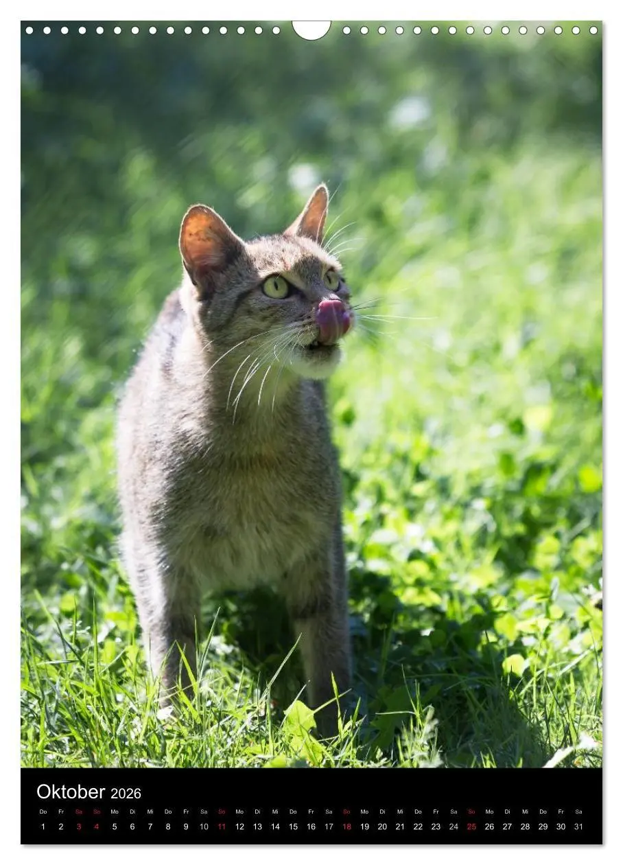 Bild: 9783516424317 | Wildkatzen - scheue Jäger (Wandkalender 2026 DIN A3 hoch), CALVENDO...