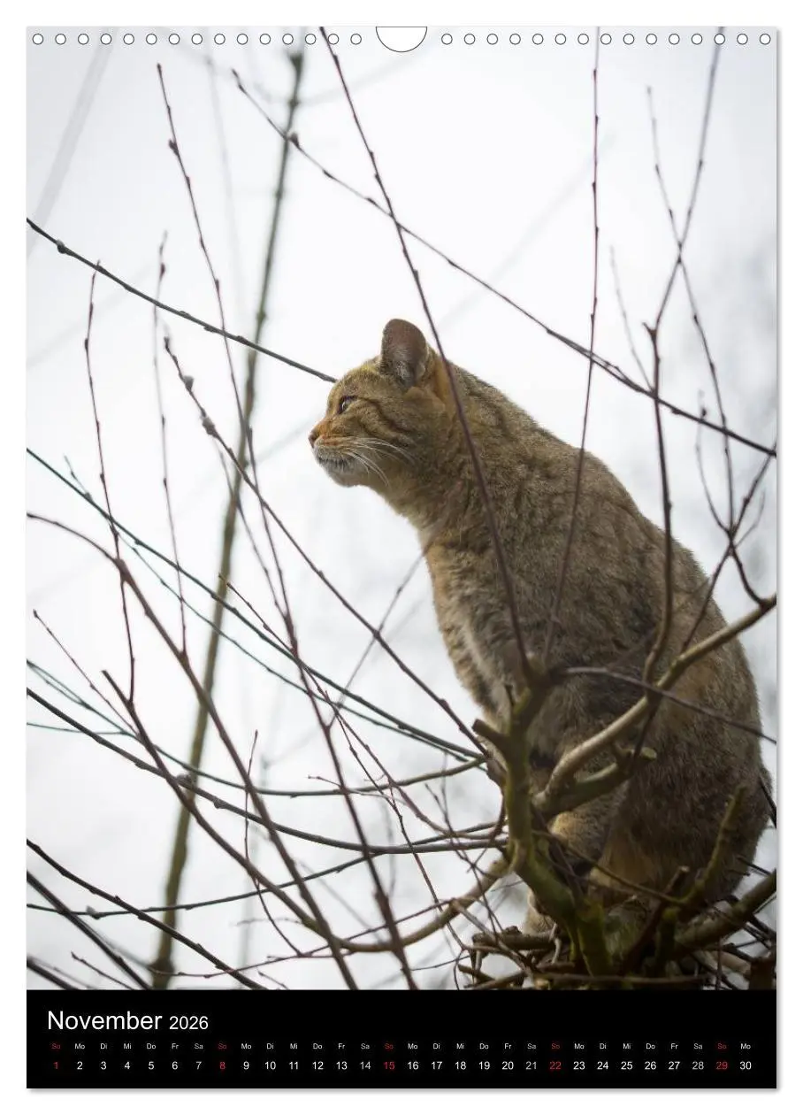 Bild: 9783516424317 | Wildkatzen - scheue Jäger (Wandkalender 2026 DIN A3 hoch), CALVENDO...