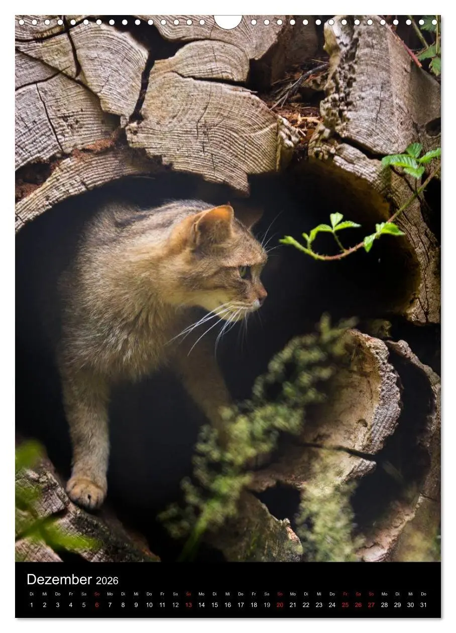 Bild: 9783516424317 | Wildkatzen - scheue Jäger (Wandkalender 2026 DIN A3 hoch), CALVENDO...