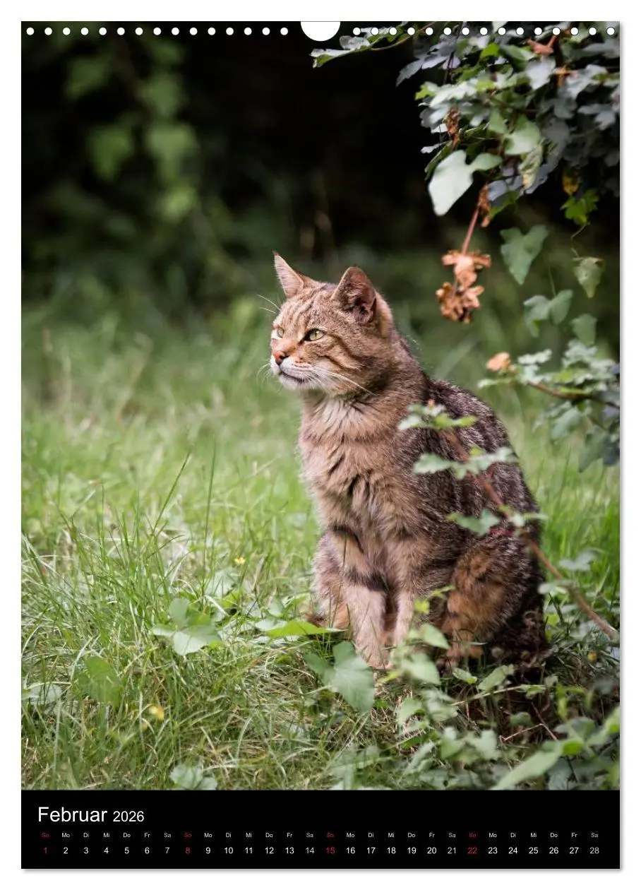 Bild: 9783516424317 | Wildkatzen - scheue Jäger (Wandkalender 2026 DIN A3 hoch), CALVENDO...
