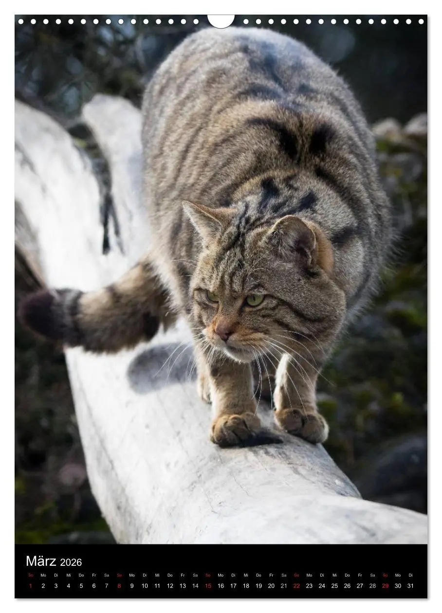 Bild: 9783516424317 | Wildkatzen - scheue Jäger (Wandkalender 2026 DIN A3 hoch), CALVENDO...