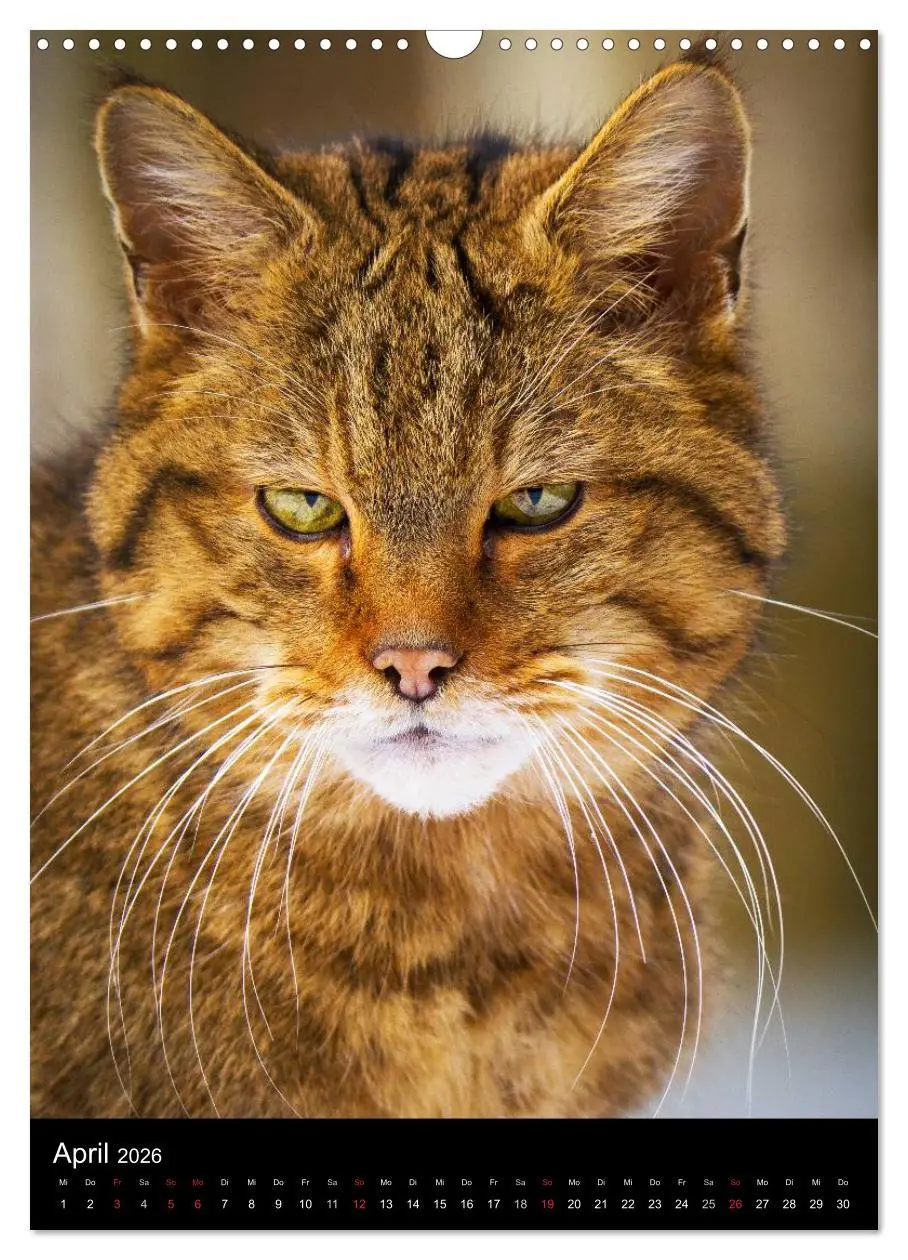Bild: 9783516424317 | Wildkatzen - scheue Jäger (Wandkalender 2026 DIN A3 hoch), CALVENDO...