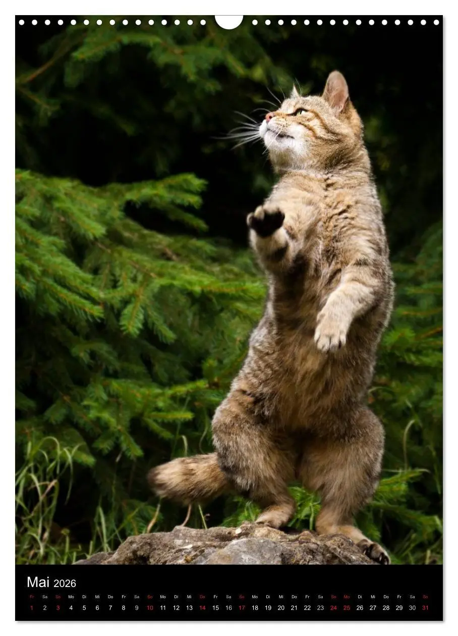 Bild: 9783516424317 | Wildkatzen - scheue Jäger (Wandkalender 2026 DIN A3 hoch), CALVENDO...