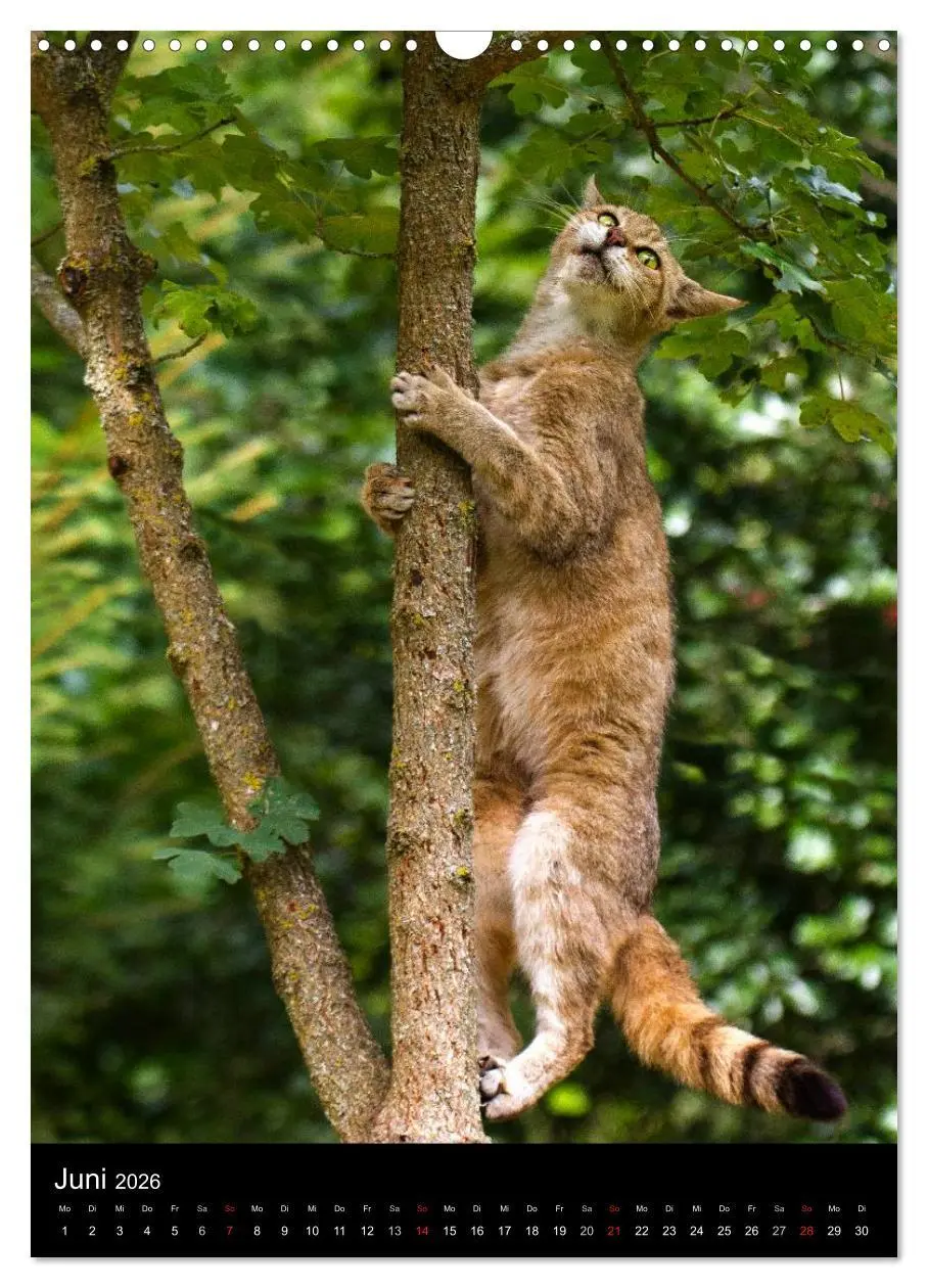 Bild: 9783516424317 | Wildkatzen - scheue Jäger (Wandkalender 2026 DIN A3 hoch), CALVENDO...