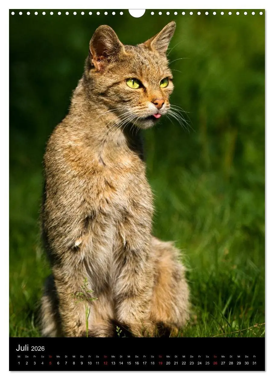 Bild: 9783516424317 | Wildkatzen - scheue Jäger (Wandkalender 2026 DIN A3 hoch), CALVENDO...