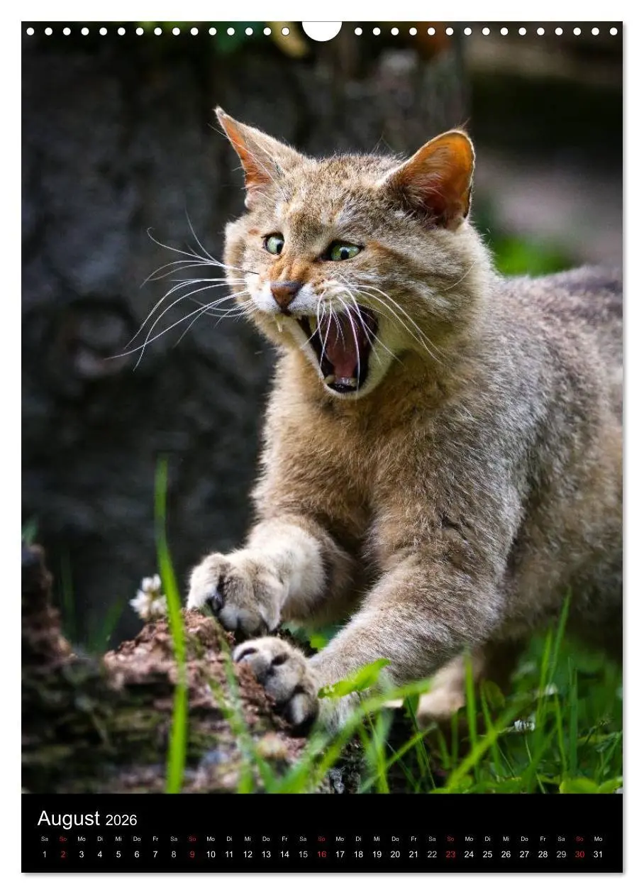 Bild: 9783516424317 | Wildkatzen - scheue Jäger (Wandkalender 2026 DIN A3 hoch), CALVENDO...