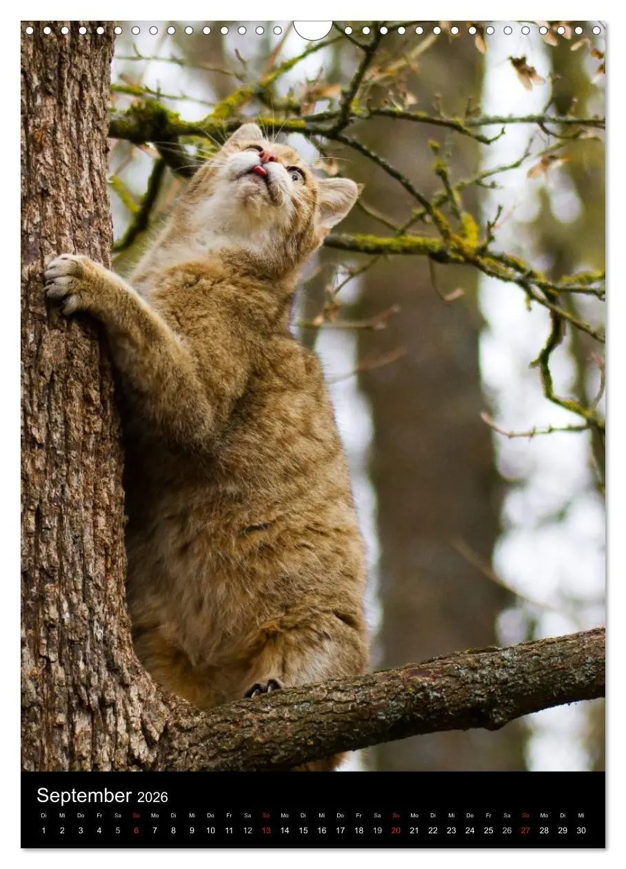 Bild: 9783516424317 | Wildkatzen - scheue Jäger (Wandkalender 2026 DIN A3 hoch), CALVENDO...