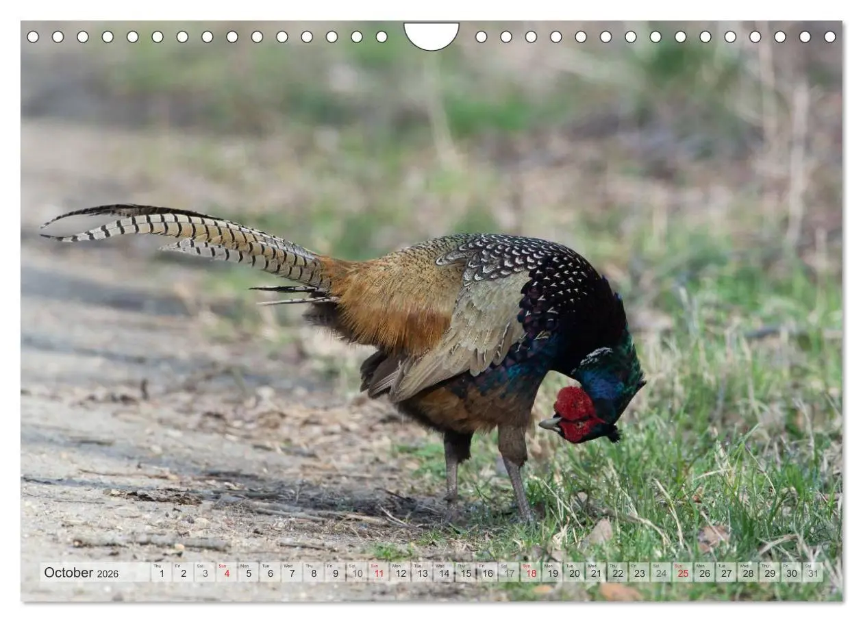 Bild: 9783516584417 | Emotional Moments: The pheasants. UK-Version (Wall Calendar 2026...