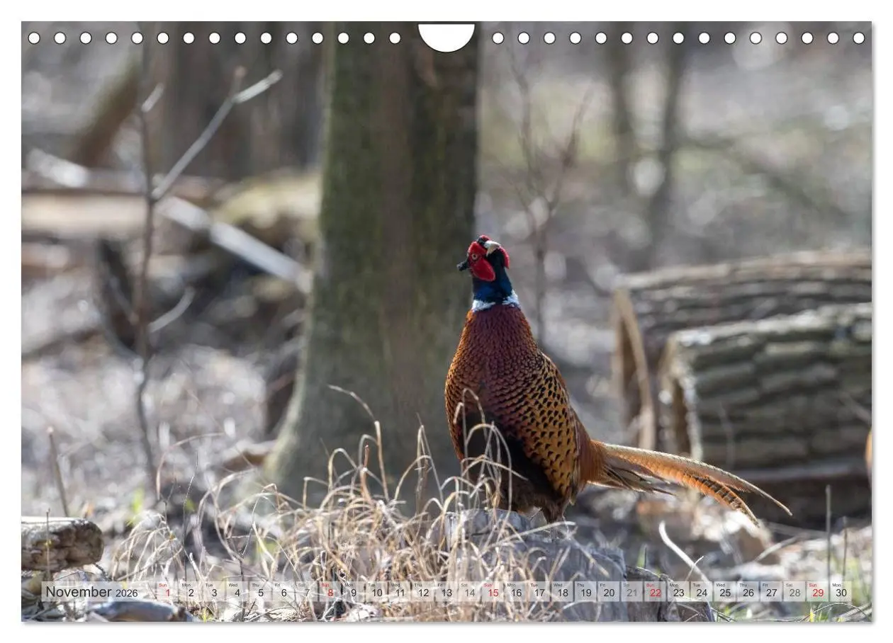 Bild: 9783516584417 | Emotional Moments: The pheasants. UK-Version (Wall Calendar 2026...