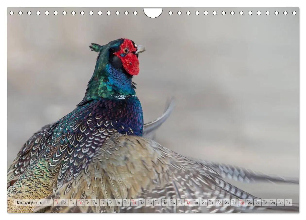 Bild: 9783516584417 | Emotional Moments: The pheasants. UK-Version (Wall Calendar 2026...