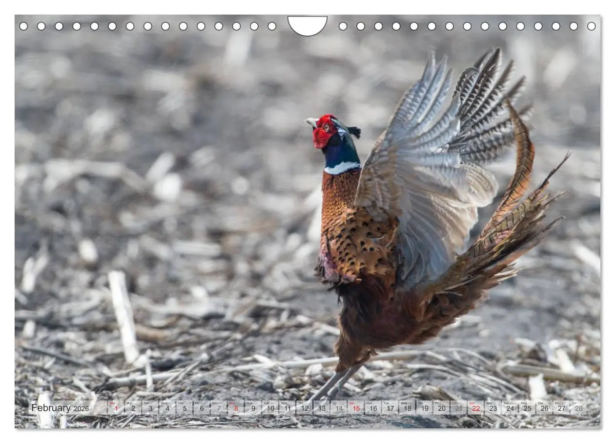 Bild: 9783516584417 | Emotional Moments: The pheasants. UK-Version (Wall Calendar 2026...