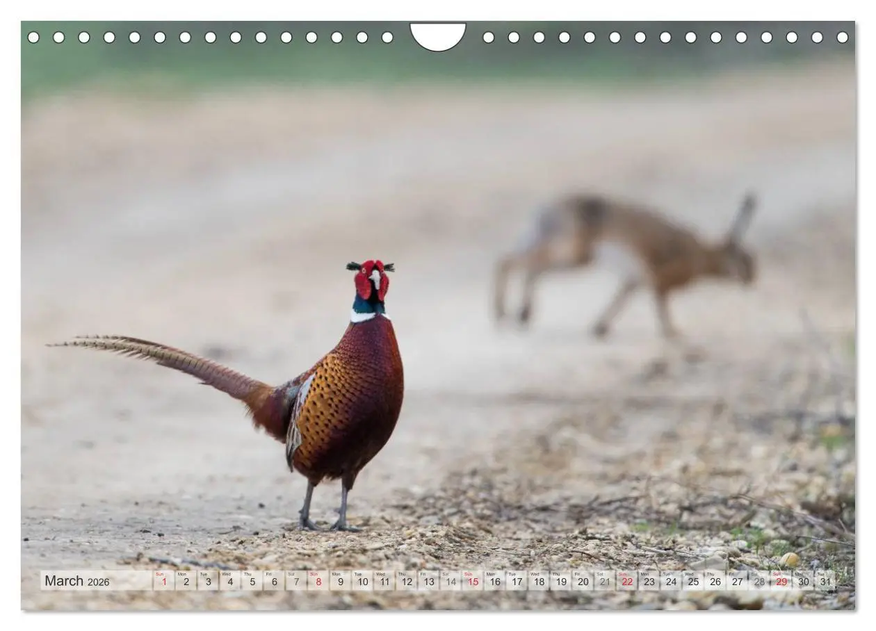 Bild: 9783516584417 | Emotional Moments: The pheasants. UK-Version (Wall Calendar 2026...