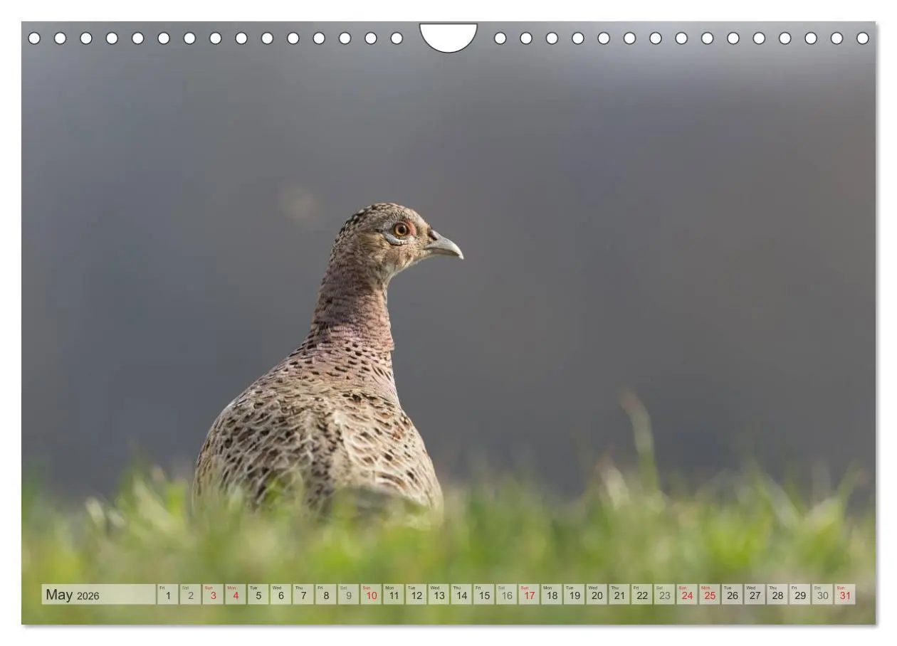 Bild: 9783516584417 | Emotional Moments: The pheasants. UK-Version (Wall Calendar 2026...