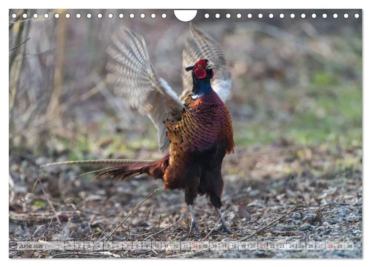 Bild: 9783516584417 | Emotional Moments: The pheasants. UK-Version (Wall Calendar 2026...