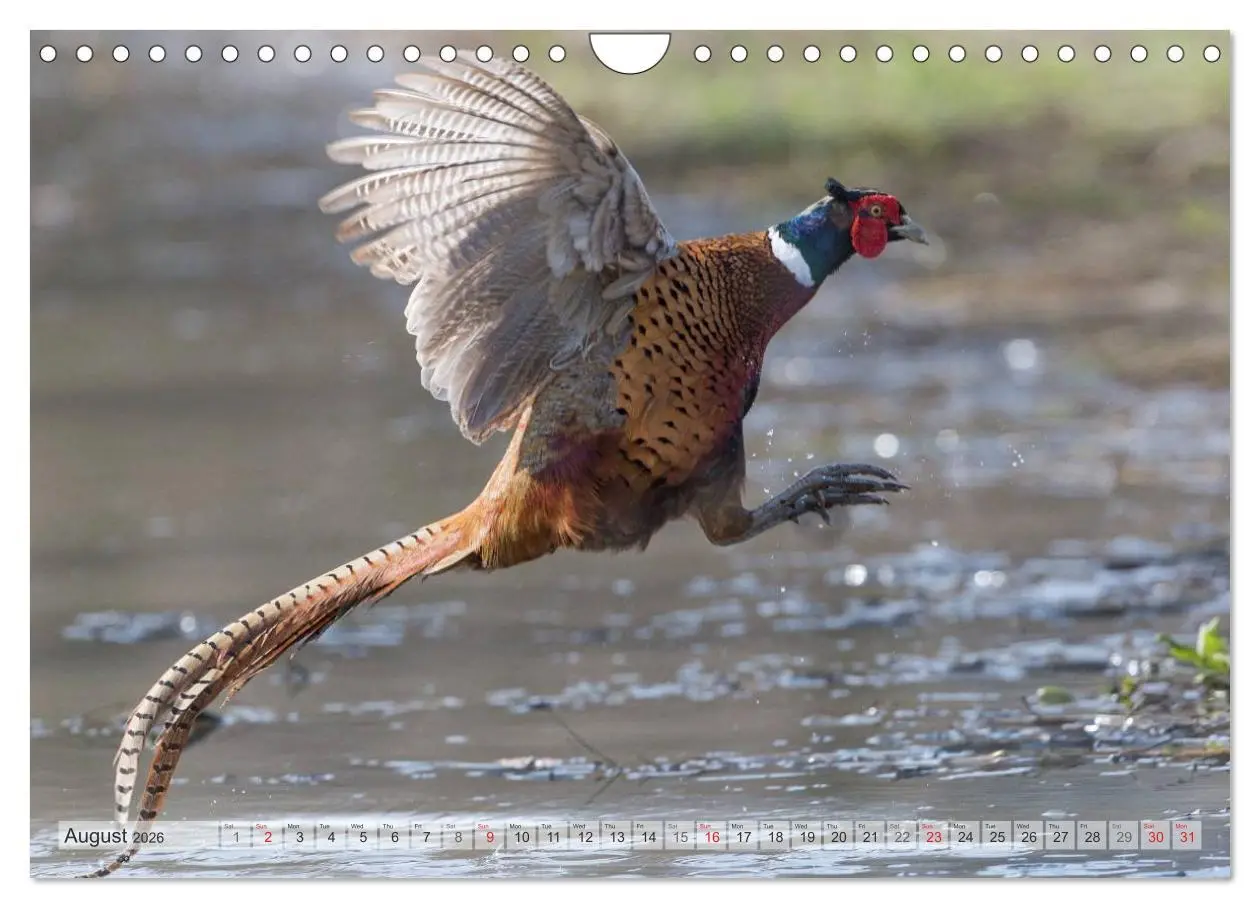 Bild: 9783516584417 | Emotional Moments: The pheasants. UK-Version (Wall Calendar 2026...